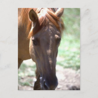 Cartão Postal Cavalo com Mane