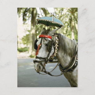 Cartão Postal Cavalo com sol, Madrid, Espanha