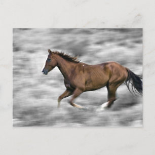 Cartão Postal Cavalo correndo