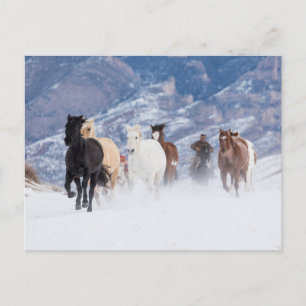 Cartão Postal Cavalo Correndo Através da Neve