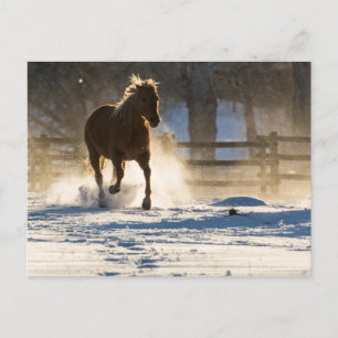 Cartão Postal Cavalo Correndo Pela Neve