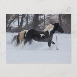 Cartão Postal Cavalo Correndo Pela Neve