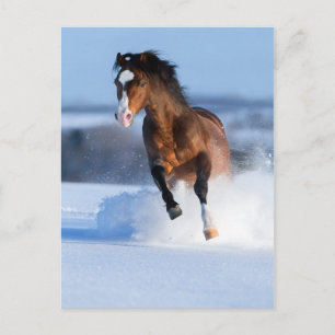 Cartão Postal Cavalo correndo pelo campo no inverno