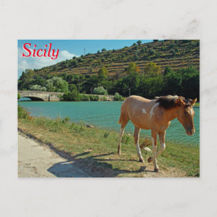 Cartão Postal Cavalo da Sicília