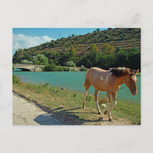 Cartão Postal Cavalo da Sicília