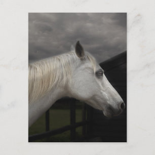 Cartão Postal Cavalo da tempestade