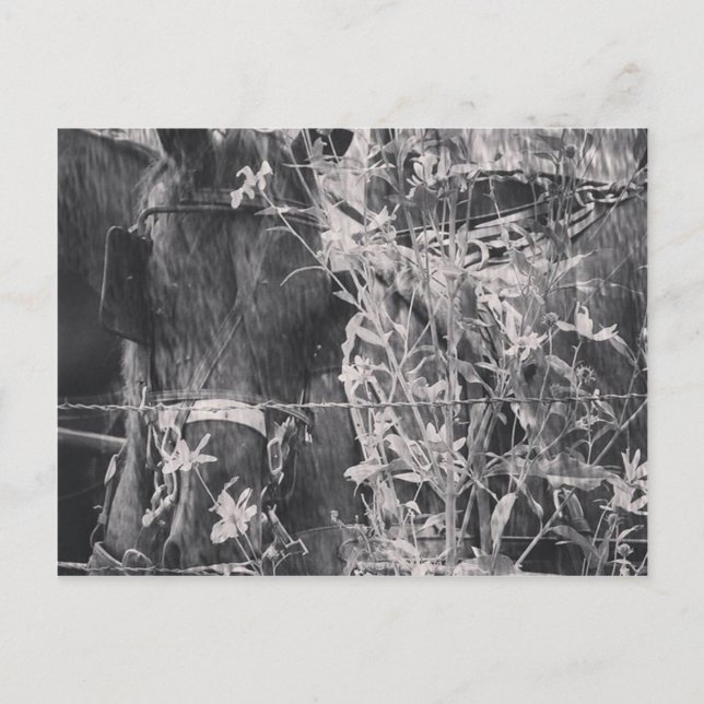 Cartão Postal Cavalo de Amish no Grunge Negro e Branco (Frente)