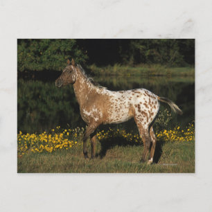 Cartão Postal Cavalo de Appaloosa em Pé de lago