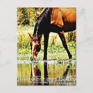 Cartão Postal Cavalo de baía "Reflexões"