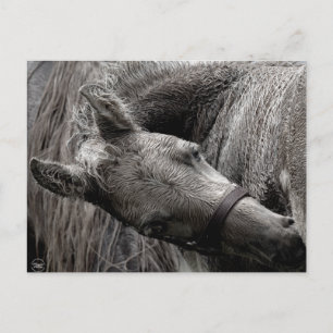 Cartão Postal Cavalo de Bebê Molhado