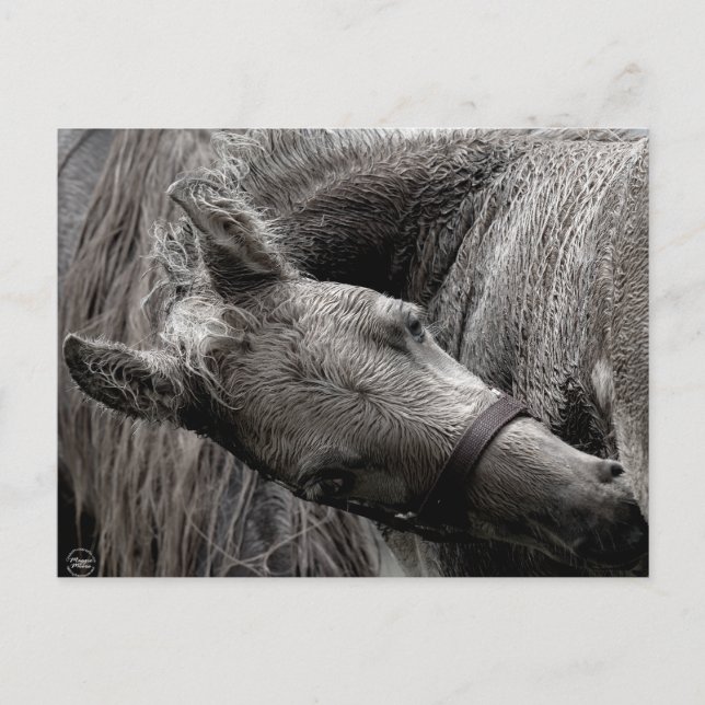 Cartão Postal Cavalo de Bebê Molhado (Frente)