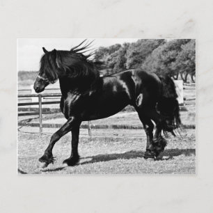 Cartão Postal Cavalo de Bela Negra