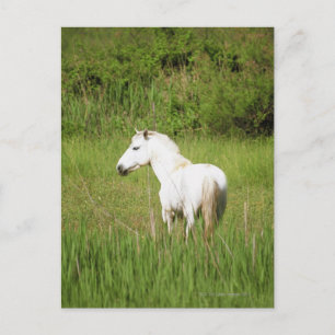 Cartão Postal Cavalo de Camargue nos Alpes Cote d'Azur