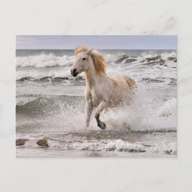Cartão Postal Cavalo de Camargue Sem Surf (Frente)