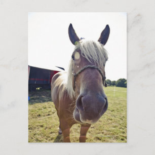 CARTÃO POSTAL CAVALO DE CAMISA À LUZ SOLAR COM NARIZ ATÉ À C