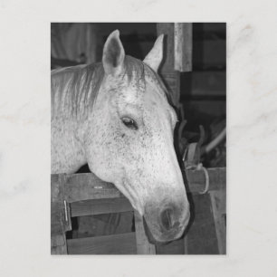 Cartão Postal Cavalo de Cinza Velha