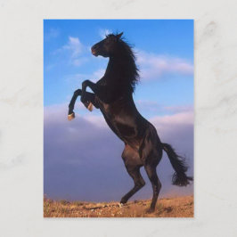 Cartão Postal Cavalo-de-Corda-Grande-Negro