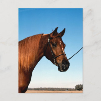 Cartão Postal Cavalo de exibição árabe
