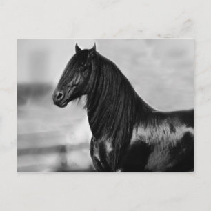 Cartão Postal Cavalo de garanhão preto da Frísia orgulhosa