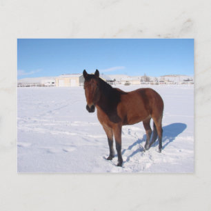 Cartão Postal Cavalo de inverno