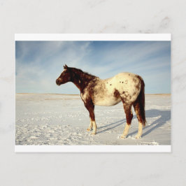Cartão Postal Cavalo de inverno