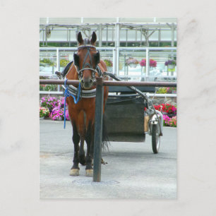 Cartão Postal Cavalo de Lancaster