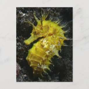 Cartão Postal Cavalo de Mar Amarelo Hippocampus Guttulatus