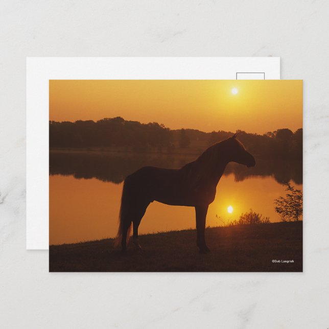 Cartão Postal Cavalo De Montanha Rochosa Em Pé De Sol (Frente/Verso)