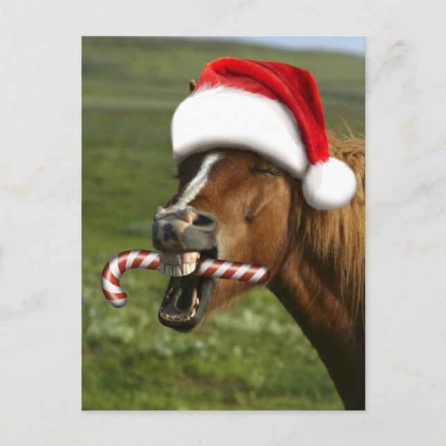 Cartão Postal Cavalo de Natal engraçado com o chapéu de Papai No (Frente)