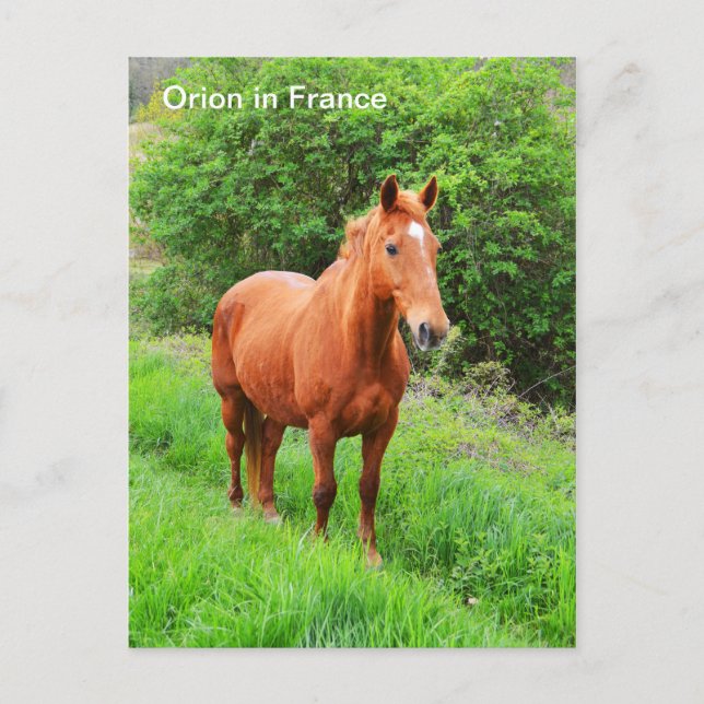 Cartão Postal Cavalo de Órion na França (Frente)