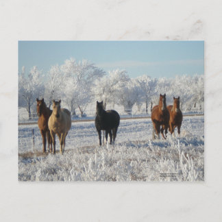 Cartão Postal Cavalo de Ovelha Negro