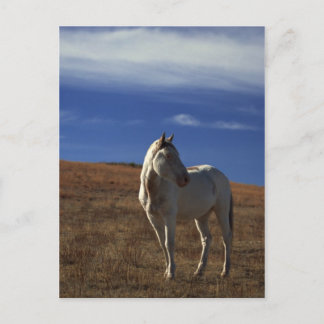 Cartão Postal Cavalo de Pé