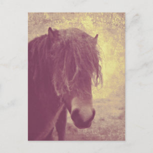 Cartão Postal Cavalo de Praia