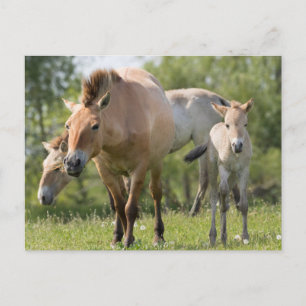 Cartão Postal Cavalo de Przewalski e potro caminhando