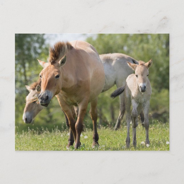 Cartão Postal Cavalo de Przewalski e potro caminhando (Frente)