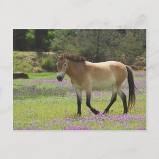 Cartão Postal Cavalo de Przewalskii