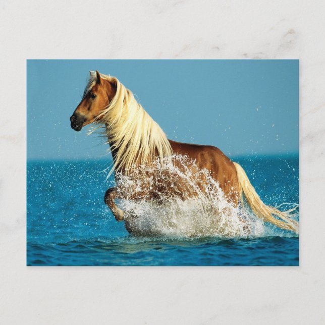 Cartão Postal Cavalo de raça árabe (Frente)