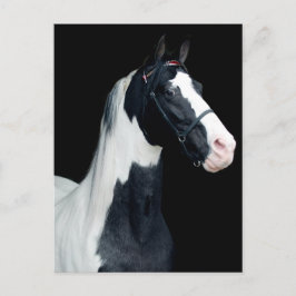 Cartão Postal Cavalo de sela pontilhado