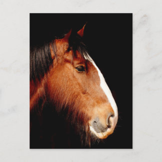 Cartão Postal cavalo de shire