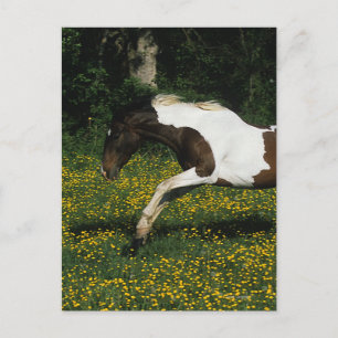 Cartão Postal Cavalo de Tinta Correndo no Campo de Flores
