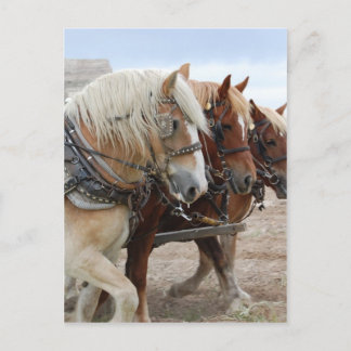 Cartão Postal Cavalo de Trabalho Americano