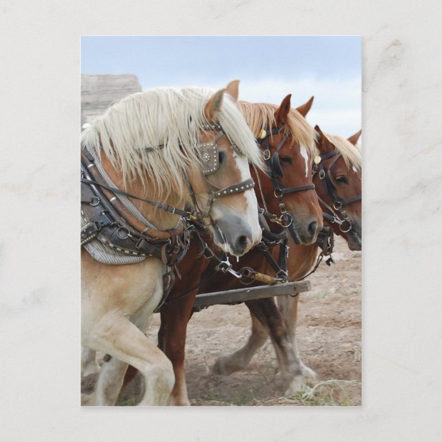 Cartão Postal Cavalo de Trabalho Americano (Frente)