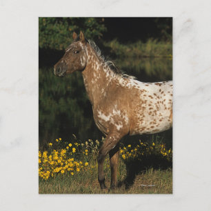 Cartão Postal Cavalo do Appaloosa que está pelo lago