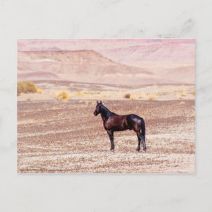 Cartão Postal Cavalo do Deserto P8664