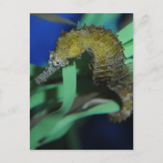 Cartão Postal Cavalo do Mar