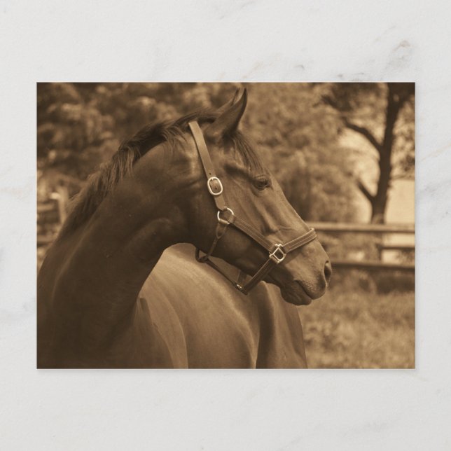 Cartão Postal Cavalo do Meu Coração (Frente)