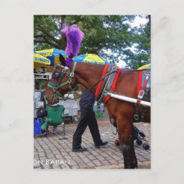 Cartão Postal Cavalo do Parque Central