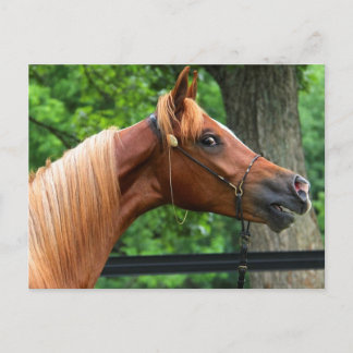 Cartão Postal Cavalo do Show Nacional