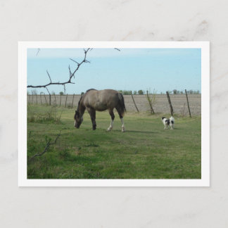 Cartão Postal cavalo e cão