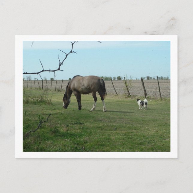 Cartão Postal cavalo e cão (Frente)